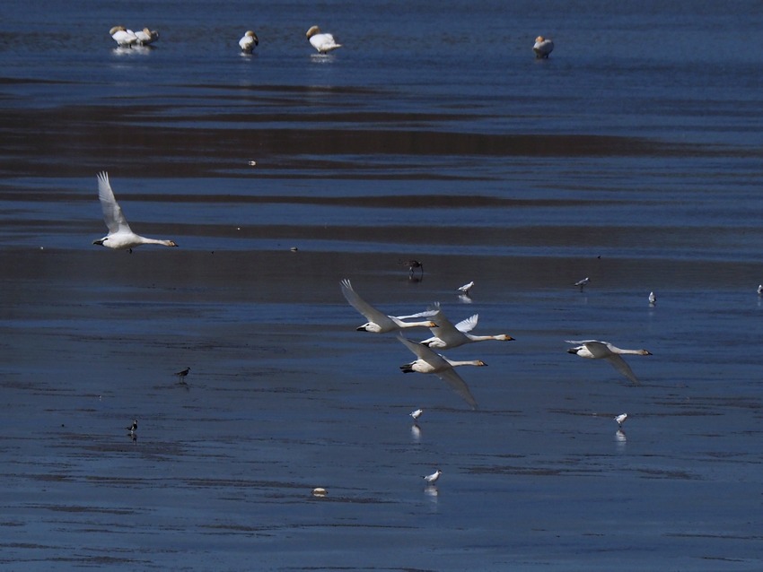 Cigno minore della Tundra (Cygnus columbianus)